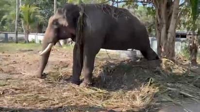 പാപ്പാൻ മടങ്ങി വന്നില്ല; 5 ദിവസമായി ഒരേ നിൽപ്പിൽ നിൽക്കുന്ന കൊമ്പന് ഭക്ഷണമോ വെള്ളമോ പോലും കൊടുക്കാനാവുന്നില്ല