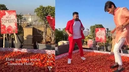 കിലോക്കണക്കിന് തക്കാളി ചവിട്ടിക്കൂട്ടിമെതിച്ച് ഹൽദി, ഭക്ഷണം പാഴാക്കിക്കളയുന്നതിനെതിരെ വൻ വിമർശനം