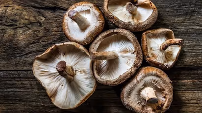 Groundbreaking Discovery: Researchers in Goa find 'gold' in mushrooms