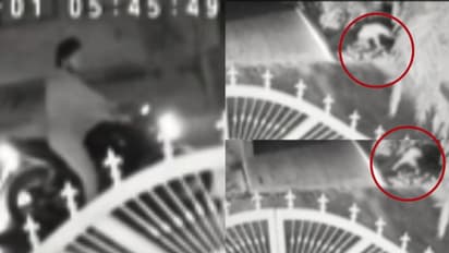 കുറ്റിക്കാട്ടില്‍ നിന്ന് ചാടി വീണ് പുള്ളിപ്പുലി; ബൈക്ക് യാത്രികന്‍ രക്ഷപ്പെട്ടത് തലനാരിഴയ്ക്ക്, വീഡിയോ 