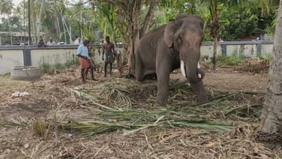 ഒടുവിൽ ഒന്നാം പാപ്പാന്‍ തിരിച്ചെത്തി; ഏവൂര്‍ കണ്ണന്റെ ദുരിതത്തിന് അവസാനം