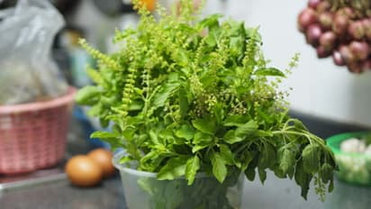 Health Tips: രാവിലെ വെറുംവയറ്റില് തുളസിയില ഇങ്ങനെ കഴിക്കൂ, അറിയാം ഗുണങ്ങള്...