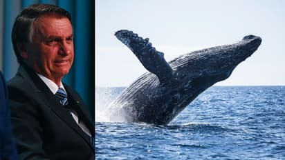 ഉല്ലാസയാത്രാ വീഡിയോ പുറത്ത്, തിമിംഗലത്തെ ശല്യം ചെയ്ത് ബ്രസീൽ മുൻ പ്രസിഡന്‍റ്, ബോൽസെണാറോയെ ചോദ്യം ചെയ്ത് പൊലീസ്