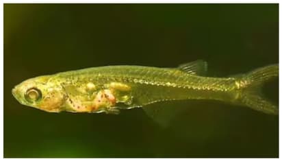 പൊടിമീനേക്കാൾ ചെറുത് പക്ഷേ, ശബ്ദം വെടിയൊച്ചയേക്കാൾ ഭീകരം; ഏറ്റവും ചെറിയ മത്സ്യങ്ങളുണ്ടാക്കുന്ന ശബ്ദം കേൾക്കാം