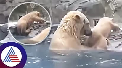 Viral Video: ನೀರಿನಿಂದ ಮೇಲಕ್ಕೆ ಹತ್ತಲು ಕಷ್ಟಪಡುವ ಮರಿ ಪೋಲಾರ್ ಬೇರ್, ಅಮ್ಮನ ಕಾಳಜಿ ನೋಡಿ