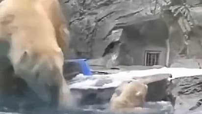 മനുഷ്യനായാലെന്ത് മൃഗമായാലെന്ത്, അമ്മമാരുടെ സ്നേഹത്തിനതിരുകളുണ്ടോ? കുഞ്ഞിനെ രക്ഷിക്കാന് അമ്മക്കരടി ചെയ്തത്