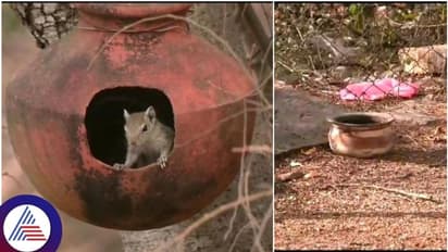 ಜೋಗಿಮಟ್ಟಿ ಅರಣ್ಯಧಾಮದಲ್ಲಿ ನೀರಿಗಾಗಿ ವನ್ಯಜೀವಿಗಳ ಹಾಹಾಕಾರ; ನೀರಿಗಾಗಿ ನಾಡಿಗೆ ಆಗಮನ!