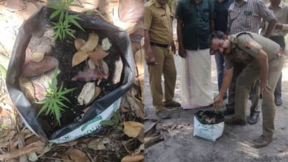 കൊല്ലത്തെ 'നല്ലവനായ ഉണ്ണി'; ആളില്ലാത്ത വീട്ടിലെ കുളിമുറിയിൽ ഗ്രോ ബാഗിൽ കഞ്ചാവ് ചെടി, എക്സൈസ് കേസെടുത്തു