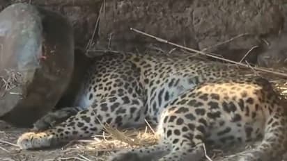 Viral Video: Forest officials rescue leopard trapped in metal pot in Maharashtra (WATCH)