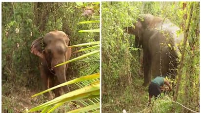 ലോറിയിൽ നിന്നിറങ്ങിയ 'ശേഖരൻ' ഓടിയത് 5 കിലോമീറ്റർ; മൂന്നരമണിക്കൂറിന് ശേഷം തളച്ചു