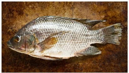  തിലോപ്പിയ കഴിക്കൂ, എല്ലും പല്ലും തലച്ചോറും സംരക്ഷിക്കൂ! അറിയാം ഗുണങ്ങള്‍ 