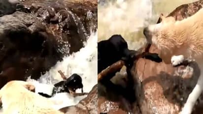 ഇങ്ങനെയാവണമെടാ സുഹൃത്ത്; വെള്ളച്ചാട്ടത്തിൽ കുടുങ്ങി നായ, സുഹൃത്തിനെ വിടാതെ പിടിച്ച് മറ്റൊരു നായ, വീഡിയോ