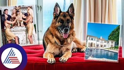 ಐಷಾರಾಮಿ ಬಂಗಲೆಯಲ್ಲಿ ವಾಸ,  ಬಿಎಂಡಬ್ಲ್ಯು ಕಾರಲ್ಲಿ ಓಡಾಟ.. ಎಷ್ಟು ಲಕ್ಕಿ ಈ ನಾಯಿ!