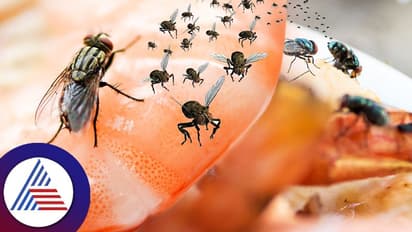 Home Remedies : ಒಂದಿದ್ದ ನೊಣ ಹತ್ತಾಗುತ್ತೆ… ಆರಂಭದಲ್ಲೇ ಮನೆ ಮದ್ದು ಬಳಸಿಯೇ ಓಡಿಸಿ