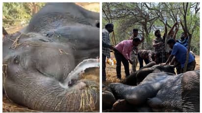 സത്യമംഗലം കാട്ടിൽ അവശയായ ആനയും കുഞ്ഞും; ജീവൻ നിലനിർത്താൻ പാടുപെട്ട് വനംവകുപ്പ് ഉദ്യോഗസ്ഥർ, വൈറല്‍ വീഡിയോ
