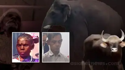 Kerala News HIGHLIGHTS: Govt declares human-animal conflict as state specific disaster