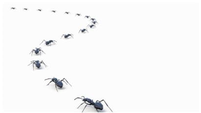 വരിവരിയായി ഉറുമ്പുകളെത്തി കൂടുകൂട്ടി; ഒടുവില്, കുടുംബത്തിന് തങ്ങളുടെ വീട് തന്നെ ഉപേക്ഷിക്കേണ്ടി വന്നു!