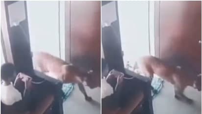 അപ്രതീക്ഷിതമായി പുലി മുന്നില്; പതറാതെ നേരിട്ട് പന്ത്രണ്ടുകാരൻ-വീഡിയോ