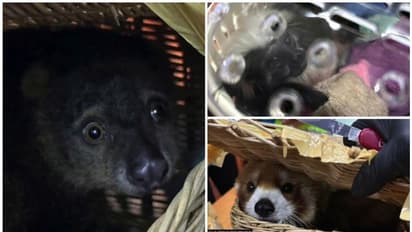 പാണ്ട, പാമ്പ്, പല്ലി; തായ്ലാന്റിൽ നിന്ന് നിരവധി മൃഗങ്ങളുമായി ഇന്ത്യക്കാർ; ആറുപേർ അറസ്റ്റിൽ