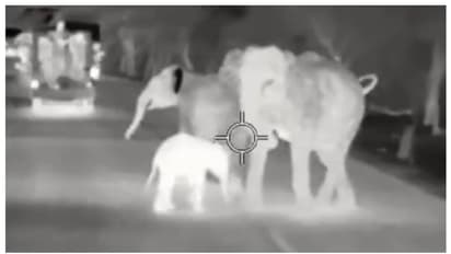 അമ്മമനസ്...; അമ്മ മരിച്ച ആനക്കുട്ടിയെ സ്വന്തം കൂട്ടത്തോടൊപ്പം ചേർക്കുന്ന മറ്റൊരു ആനയുടെ വൈകാരികമായ കാഴ്ച !