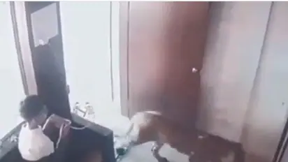 Viral Video: A 12-year-old traps a leopard; netizens call it a heroic act (WATCH)