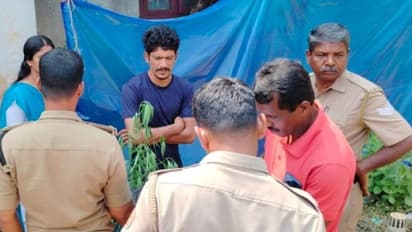 വാടക ക്വാര്ട്ടേഴ്സ് പരിസരത്ത് കഞ്ചാവ് ചെടി വളര്ത്തിയ യുവാവ് പിടിയില്