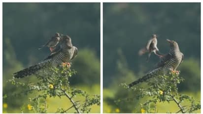 'പോ പോയി വീണ്ടും കൊണ്ടുവാ...'; ഭക്ഷണം നല്കിയ കിളിയെ കൊത്തിയോടിക്കുന്ന കുയിലിന്റെ വീഡിയോ വൈറല്