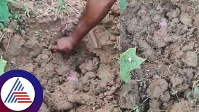 ಕಣ್ತೆರೆಯುವ ಮೊದಲೇ ಮಣ್ಣು ಸೇರಿದ ಕಂದಮ್ಮ! ಗದ್ದೆಯಲ್ಲಿ ನವಜಾತ ಶಿಶು ಹೂತಿಟ್ಟು ಹೋದ ದುರುಳರು!