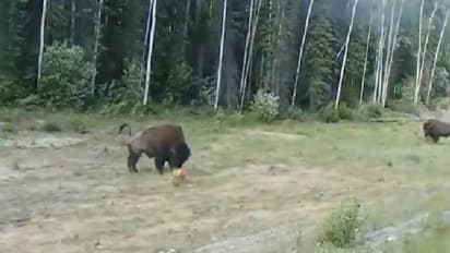 നിന്റെ വമ്പ് എന്റെ ടെറിറ്ററിയിൽ വേണ്ട; പിറ്റ്ബുള്ളിനെ തൂക്കിയെറിഞ്ഞ് കാട്ടുപോത്ത്, വീഡിയോ