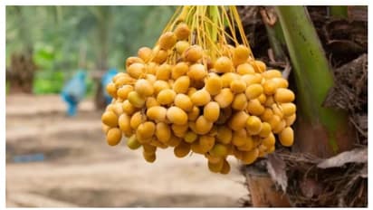 അന്താരാഷ്ട്ര ഡിമാൻഡ് ഉയർന്നു, കയറ്റുമതി 119 രാജ്യങ്ങളിലേക്ക്; ഹിറ്റായി സൗദി ഈത്തപ്പഴം