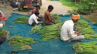 Scientist ditches job for moringa farming, builds thriving organic business, Read more