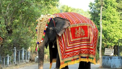 ಧರ್ಮಸ್ಥಳ ಮಂಜುನಾಥ ದೇವಸ್ಥಾನದ ಆನೆ ಲತಾಗೆ ಹೃದಯಾಘಾತ, ಶಿವರಾತ್ರಿ ದಿನವೇ ನಿಧನ!