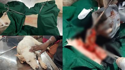 അസ്വസ്ഥത, ഛര്ദ്ദിയിൽ രക്തം, വളര്ത്തു നായക്ക് എന്തുപറ്റിയെന്നറിയാതെ വീട്ടുകാര്; ഒടുവിൽ രക്ഷ ശസ്ത്രക്രിയയിൽ