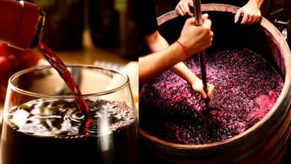 റെഡ് വൈൻ കെട്ടിക്കിടക്കുന്നു, കുടിക്കാൻ ആളില്ല; പ്രതിസന്ധിയിൽ മുന്തിരി കർഷകർ