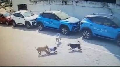 UP News: आवारा कुत्तों के झुंड के बीच 7 मिनट तक फंसी रही 5 साल की बच्ची, फिर ऐसे बची जान
