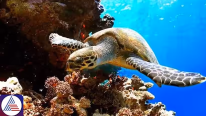 Nine dead, 78 severely ill after consuming sea turtle meat in Zanzibar, East Africa