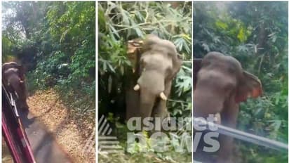 മറഞ്ഞിരുന്ന കാട്ടാന സ്വകാര്യ ബസിന് നേരെ പാഞ്ഞെടുത്തു; റോഡ് തടസപ്പെടുത്തിയത് 15 മിനിറ്റോളം നേരം