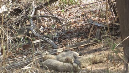 5 இல்ல.. குனோ தேசிய பூங்காவில் காமினி சிறுத்தைக்கு பிறந்தது 6 குட்டிகள்.. மத்திய அமைச்சர் தகவல்..