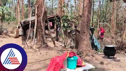 ಕೊಡಗು: ಬಿದಿರಿನ ತಡಿಕೆ ಪ್ಲಾಸ್ಟಿಕ್ ಹೊದಿಕೆಯ ಜೋಡಿಯಲ್ಲಿ ನಡೆಯುತ್ತಿದೆ ಆದಿವಾಸಿ ಬುಡಕಟ್ಟು ಜನರ ಬದುಕು! 