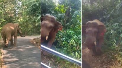 യാത്രയിൽ അതീവ ജാഗ്രത പുലര്ത്തണം! ഇന്ന് നടു റോഡിലെ ആക്രമണത്തിൽ ഭാഗ്യം തുണച്ചത് രക്ഷ; മഞ്ഞക്കൊമ്പൻ മദപ്പാടിൽ?