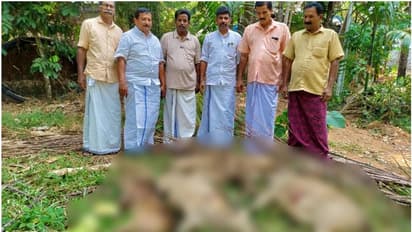 ഒരു മരണം, കുറേ അപകടങ്ങൾ, തീരാദുരിതം; നിവൃത്തിയില്ലാതെ അവർ വേട്ട തുടങ്ങി, ഇന്ന് വീഴ്ത്തിയത് 4 കാട്ടുപന്നികളെ
