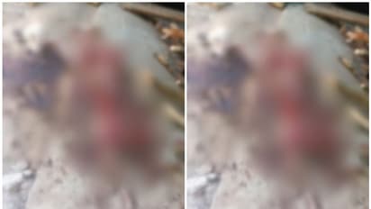 പശുക്കടവില്‍ വീട്ടുകാര്‍ പള്ളിയില്‍ പോയി വന്നപ്പോൾ കണ്ടത് ഭയാനക കാഴ്ച, പുലിയിറങ്ങിയതാണെന്ന് നാട്ടുകാർ