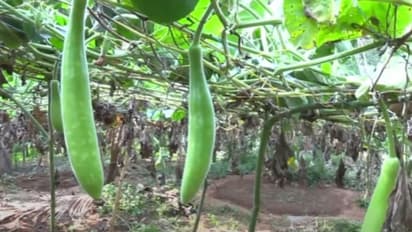 രാത്രിയുടെ മറവിൽ അസം ചുരക്ക കൃഷി വെട്ടിനശിപ്പിച്ച നിലയിൽ, കൃഷി ചെയ്തത് പണം കടമെടുത്ത്, കണ്ണീർ തോരാതെ യുവകർഷകൻ