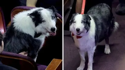 Oscars 2024: Meet Messi, the Dog from 'Anatomy Of A Fall' who donned bow tie for the Awards