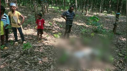 രണ്ടാഴ്ച മുൻപ് ആക്രമിച്ചു, വീണ്ടും പുലിയിറങ്ങി, അതേ പശുവിനെ ആക്രമിച്ചു കൊന്നു, സംഭവം പാലപ്പള്ളിയിൽ