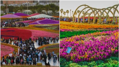 മൂന്ന് ലോക റെക്കോർഡുകൾ, സന്ദർശകരുടെ തിരക്ക്; 52 ദിവസത്തേക്ക് കൂടി നീട്ടി യാമ്പു പുഷ്പമേള