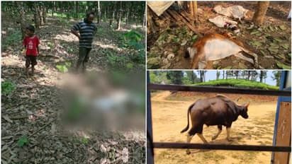 സ്കൂള് മുറ്റത്ത് കാട്ടുപോത്ത്, വളര്ത്തുമൃഗങ്ങളെ കൊന്ന് പുലിയും കടുവയും; ഇതെന്ത് നാട്!