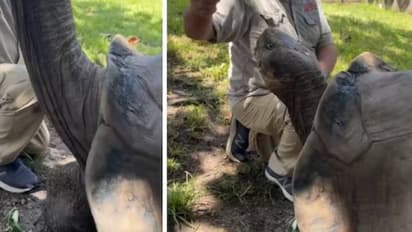 106 വയസുള്ള ഭീമന്‍ ആമയ്‍ക്കിഷ്ടം ഈ പച്ചക്കറി