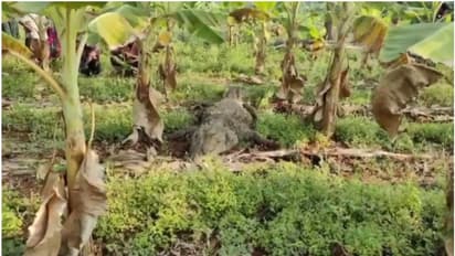 വാഴത്തോട്ടത്തിൽ ഭീമൻ മുതല! ആശങ്കയിൽ നാട്ടുകാർ, വനം വകുപ്പ് സംഘം സ്ഥലത്തെത്തി