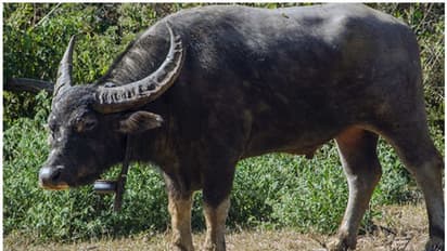 വന്യ ജീവി ആക്രമണം തുടരുന്നു; മറയൂരില് കാട്ടുപോത്തിന്റെ ആക്രമണത്തില് ഒരാള്ക്ക് ഗുരുതര പരിക്ക്